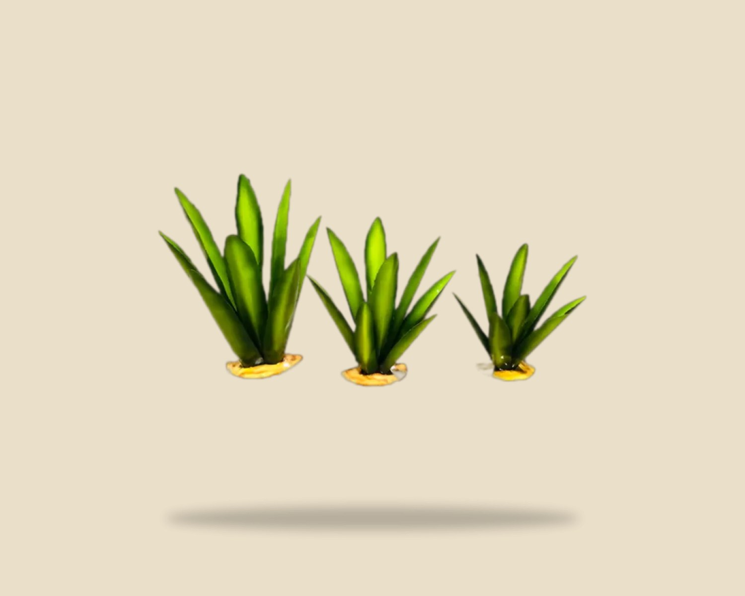 Agaves de laton — vista 2 de 2